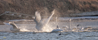 Trumpeter Swans 1002